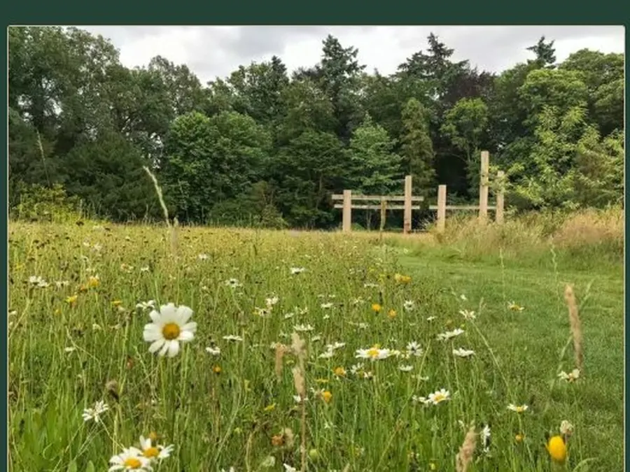 Twee bungalows op de Veluwe